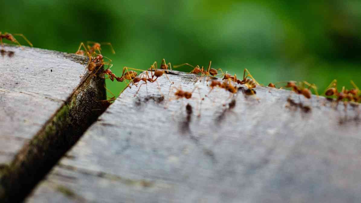 Facts About Ants and How Group of Ants in House Properties