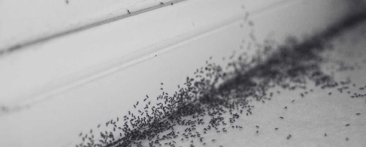 Fun Facts About Ants and Why Group of Ants Invade Properties
