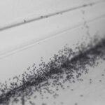 Fun Facts About Ants and Why Group of Ants Invade Properties