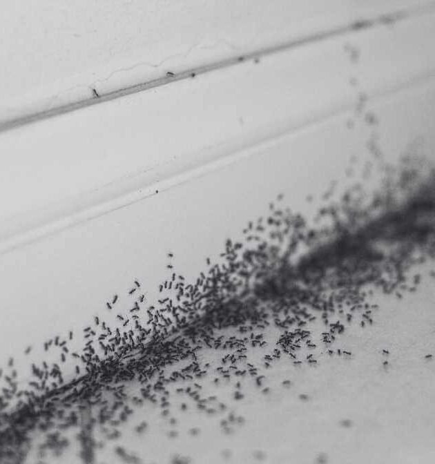 Fun Facts About Ants and Why Group of Ants Invade Properties