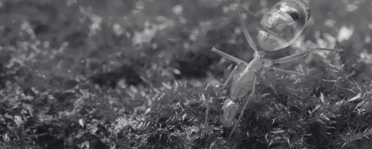 How to Kill Yellow Crazy Ant Using Powerful Ant Bait