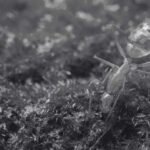 How to Kill Yellow Crazy Ant Using Powerful Ant Bait