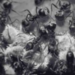 Insights the Complex Ant Life Cycle and Behaviour