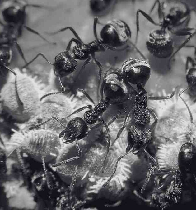 Insights the Complex Ant Life Cycle and Behaviour