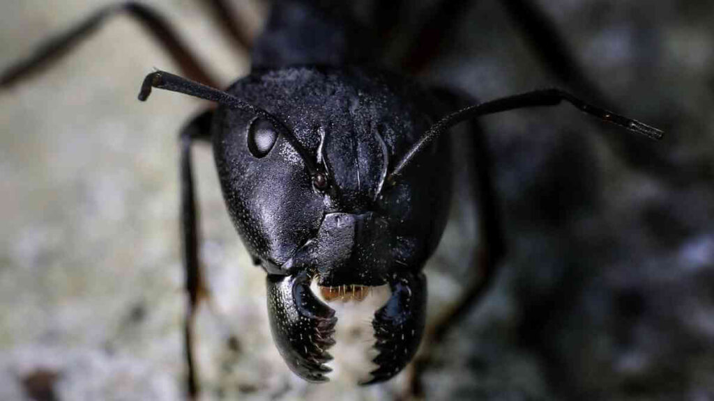 Learn More About Black Ant Bites | Innovative Pest Sdn Bhd