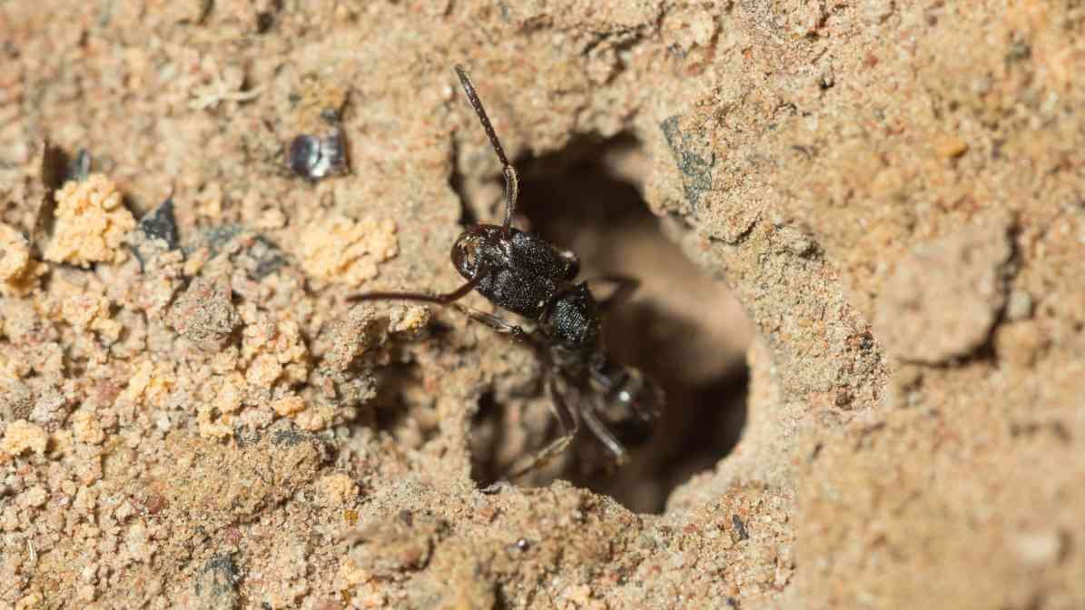 Learn More About Black Ant Bites - Ants Mound