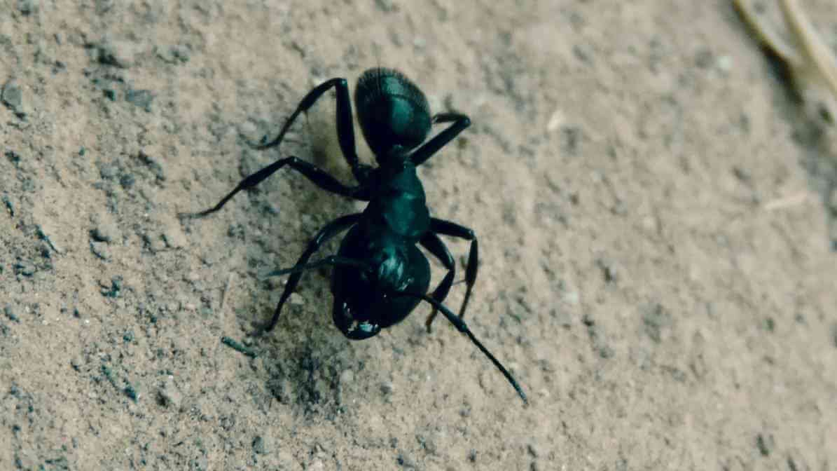 Learn More About Black Ant Bites - Ants Sighting