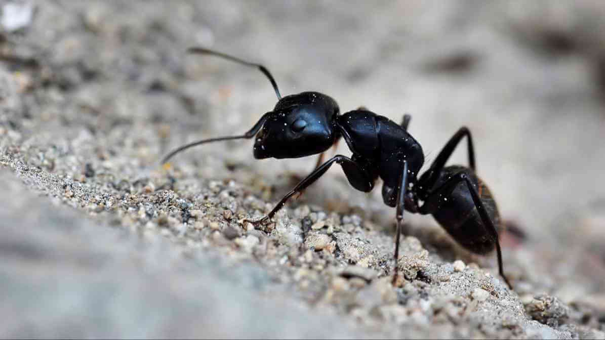 Learn More About Black Ant Bites - Ants Trail