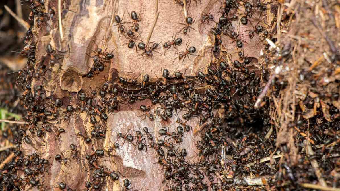 Learn More About Black Ant Bites - Multiple Ants Attack