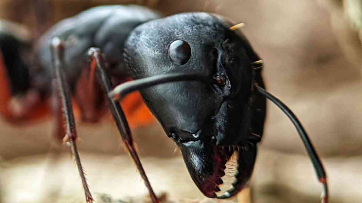 Learn More About Black Ant Bites - Sharp, powerful mandibles