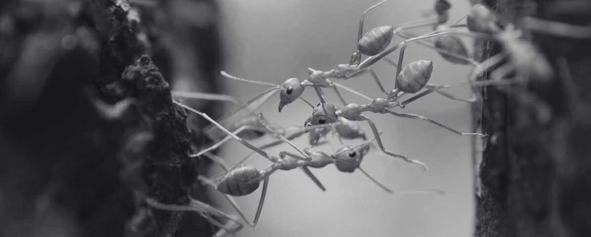 Stunning World of the Powerful Weaver Ant Queen