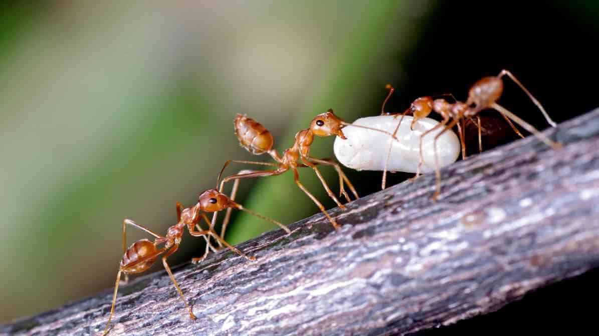 Stunning World of the Powerful Weaver Ant Queen - Weaver Ants Life cycle