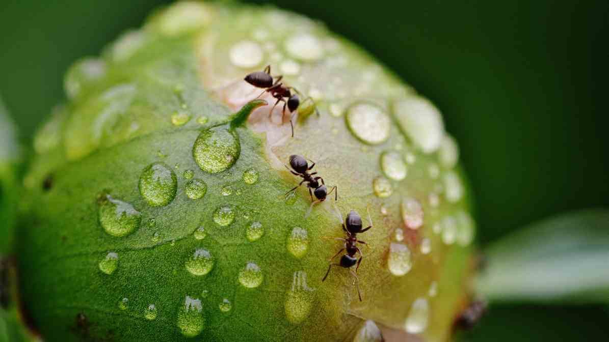 The Ant Life Cycle and Black Garden Ant Behavioural Pattern - Adult Ants