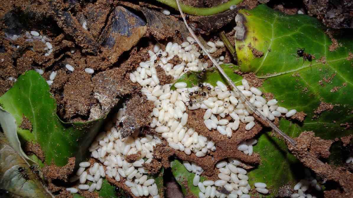 The Ant Life Cycle and Black Garden Ant Behavioural Pattern - Egg Stage
