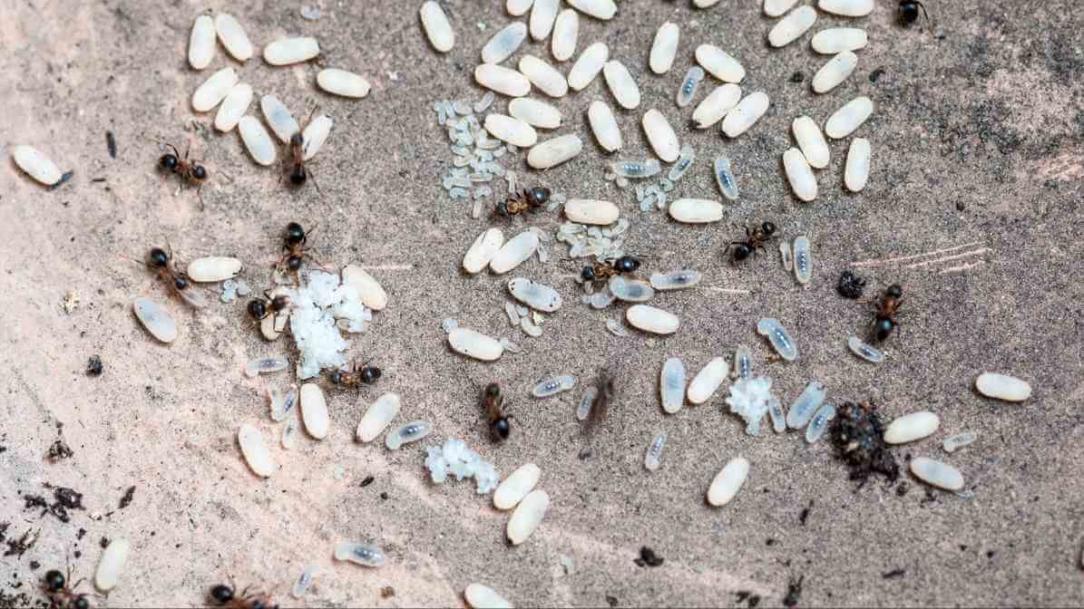 The Ant Life Cycle and Black Garden Ant Behavioural Pattern - Larval Stage