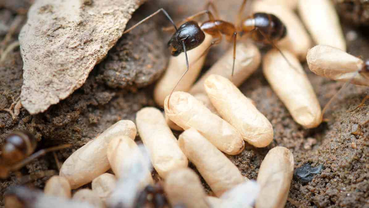 The Ant Life Cycle and Black Garden Ant Behavioural Pattern - Pupae
