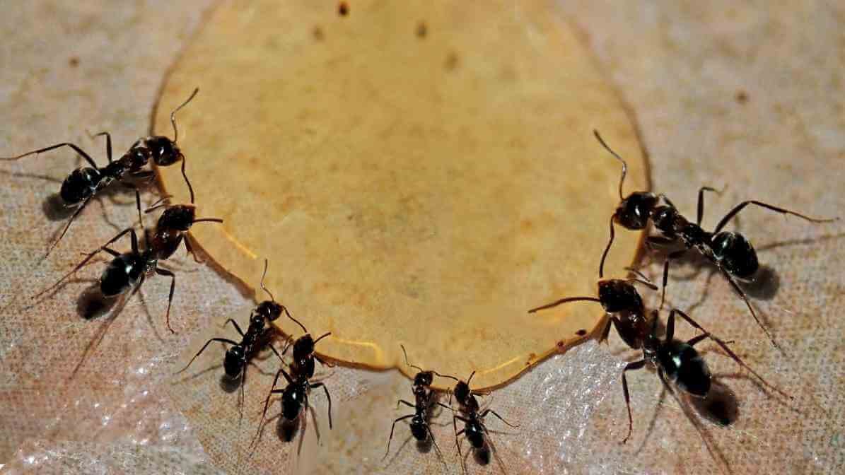 The Ant Life Cycle and Black Garden Ant Behavioural Pattern - Water Source