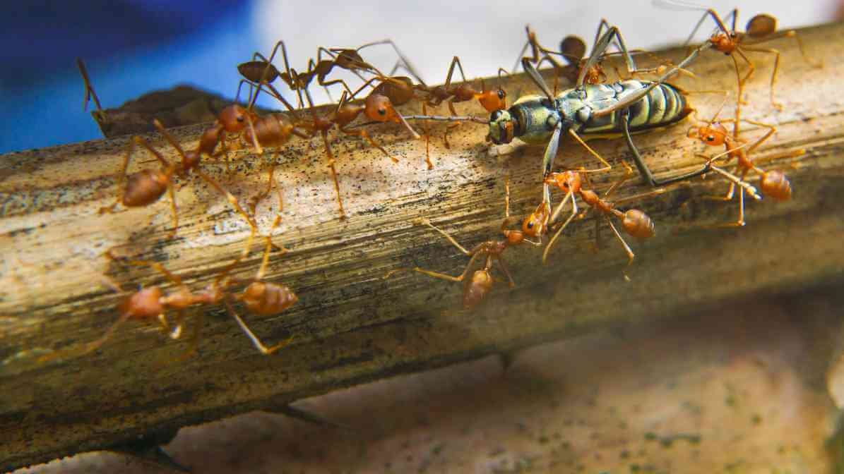 Weaver Ant - Defending Intruder