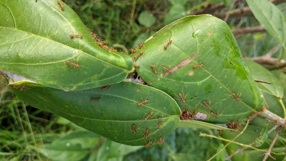 Weaver Ant - Interconnected Nests