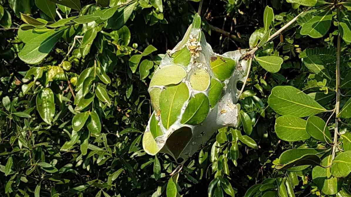 Weaver Ant - Nest Across Several Trees