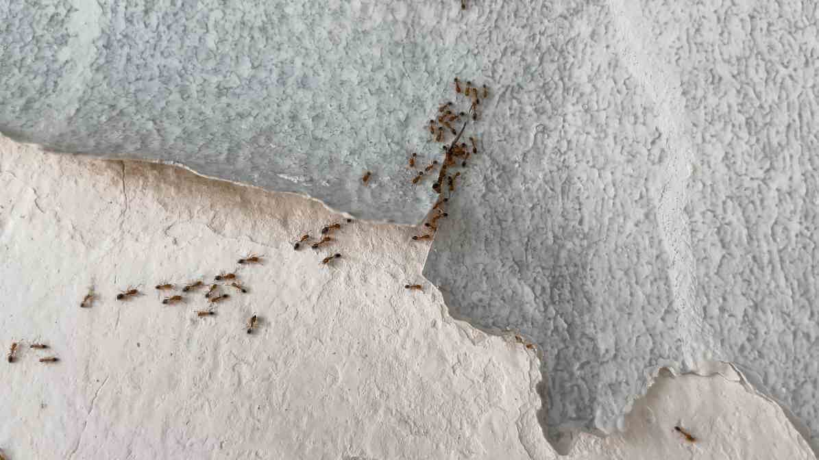 Yellow Crazy Ant Infestation Wall Damages