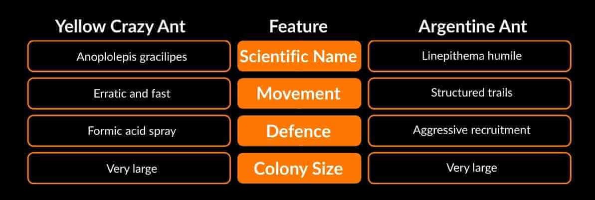 Yellow Crazy Ant and Argentine Ant