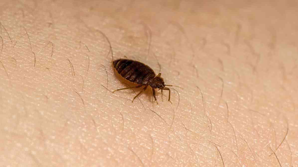 Bed Bugs Size Revealed - Adult Bed Bug Horrifying Signs You Must Knowjpg