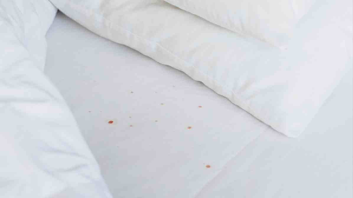 Bed Bugs Size Revealed Blood Stains