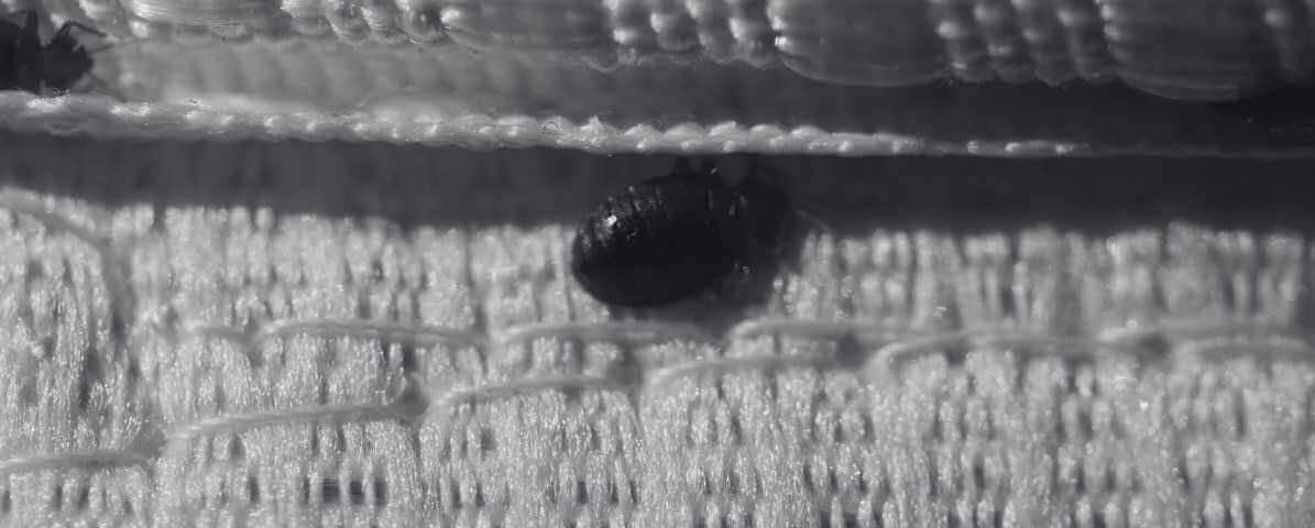 Bed Bugs Size Revealed - Horrifying Signs You Must Know