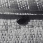Bed Bugs Size Revealed - Horrifying Signs You Must Know | Innovative Pest Sdn Bhd Bed Bugs Size Revealed - Horrifying Signs You Must Know