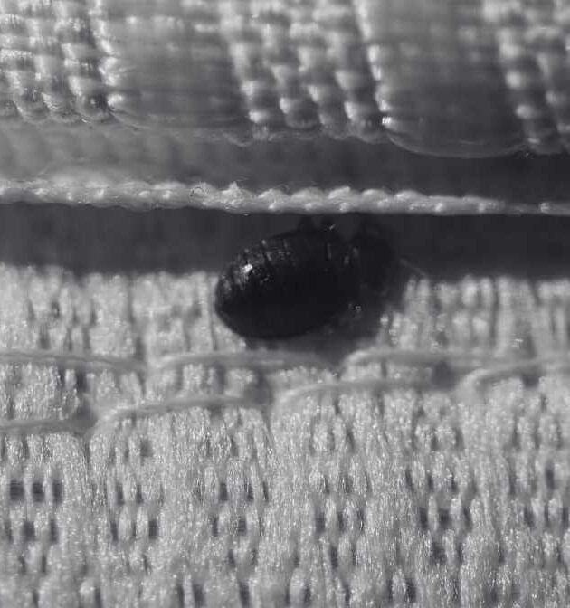 Bed Bugs Size Revealed - Horrifying Signs You Must Know