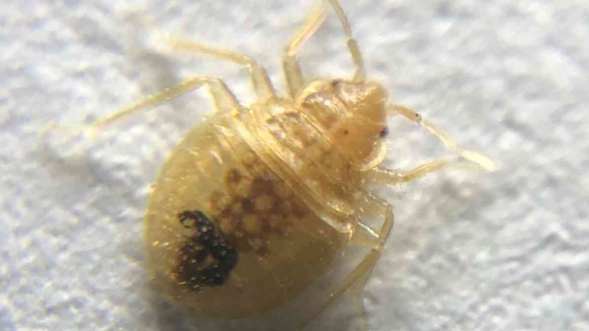 Bed Bugs Size Revealed - Nymph Stage Horrifying Signs You Must Know