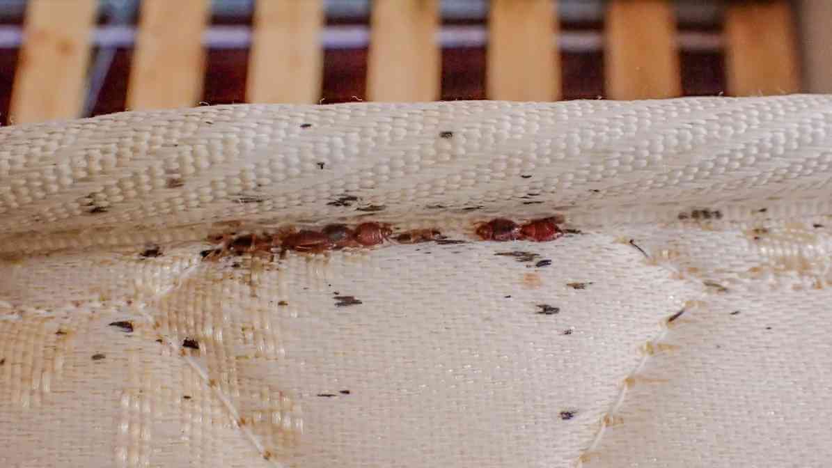Bed Bugs Size Revealed -Stains