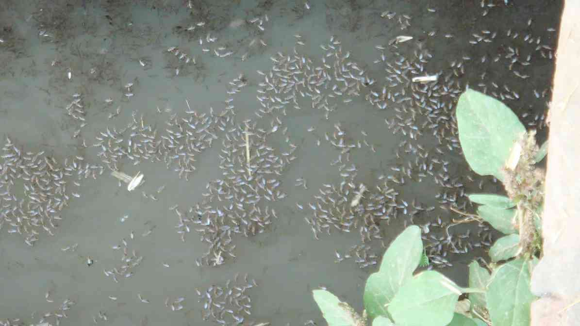 Mosquito Breed in Clogged Drains | Innovative Pest Sdn Bhd Mosquito Breed in Clogged Drains