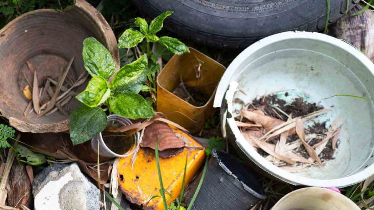 Mosquito Breed in Containers | Innovative Pest Sdn Bhd Mosquito Breed in Containers