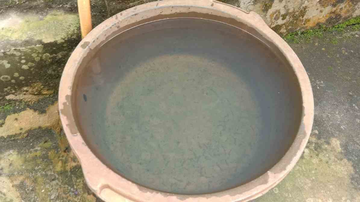 Mosquito Breed in Plant Pots and Tray | Innovative Pest Sdn Bhd Mosquito Breed in Plant Pots and Tray