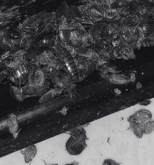 Pepijat Gigit Teruk - Racun Pepijat Paling Berkesan Kini