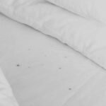 Shocking Bed Bug Infestation Signs Malaysian Homes Ignore