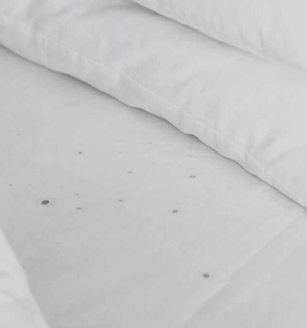 Shocking Bed Bug Infestation Signs Malaysian Homes Ignore