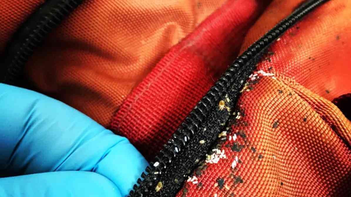 Shocking Bed Bug Infestation Signs Malaysian Homes Ignore - Luggage