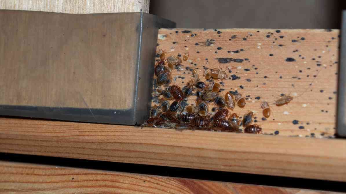 Shocking Bed Bug Infestation Signs Malaysian Homes Ignore - Mattress
