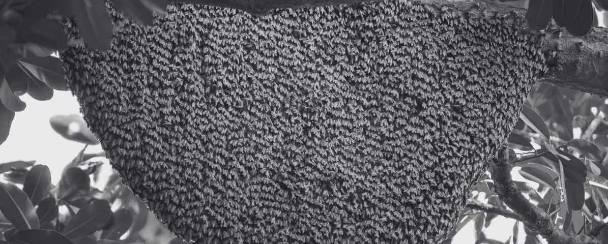 Bee Farm Secrets - Bees and Honey Thrive Naturally Today | Innovative Pest Sdn Bhd Bee Farm Secrets - Bees and Honey Thrive Naturally Today