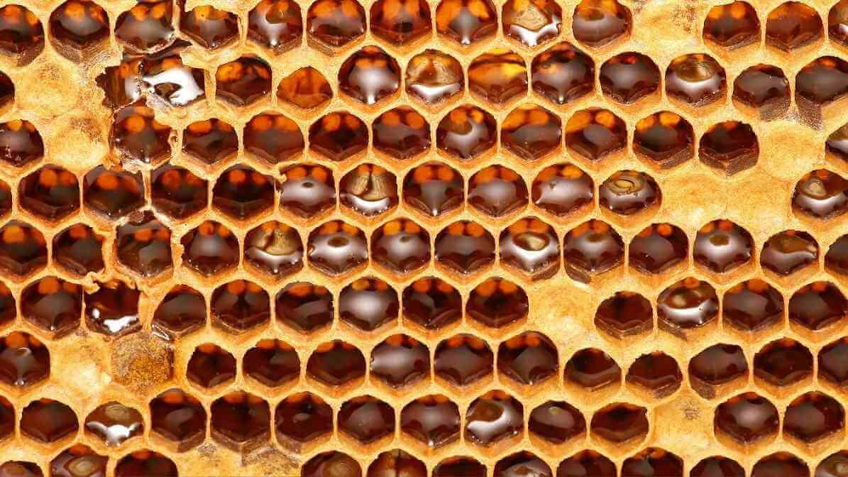 Bee Farm - Store Honey | Innovative Pest Sdn Bhd Bee Farm - Store Honey