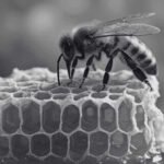 Definitive Guide to Types of Bees in Malaysia Must-Know | Innovative Pest Sdn Bhd Definitive Guide to Types of Bees in Malaysia Must-Know