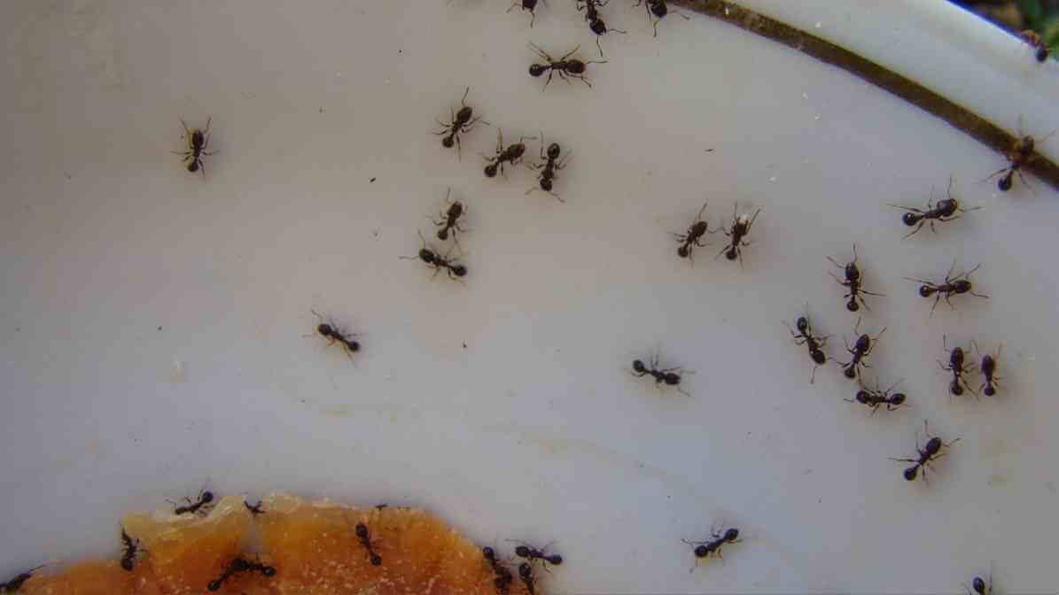 Effective Ants Control in Johor Bahru | Innovative Pest Sdn Bhd Effective Ants Control in Johor Bahru