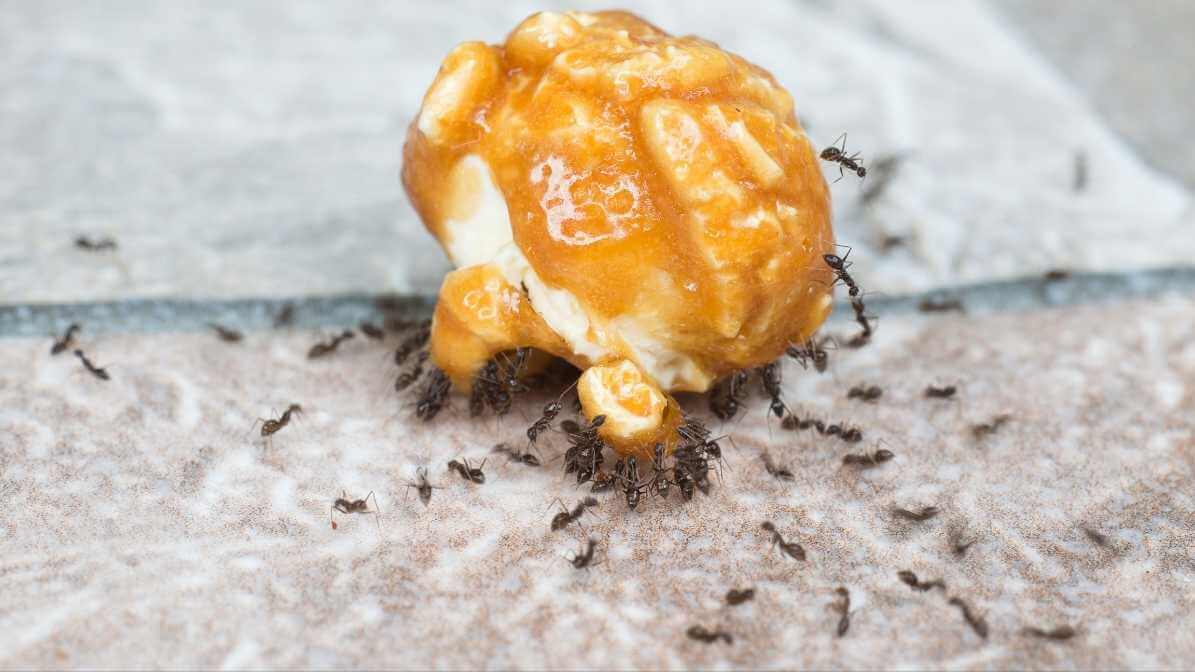 Effective Ants Control in Malaysia | Innovative Pest Sdn Bhd Effective Ants Control in Malaysia