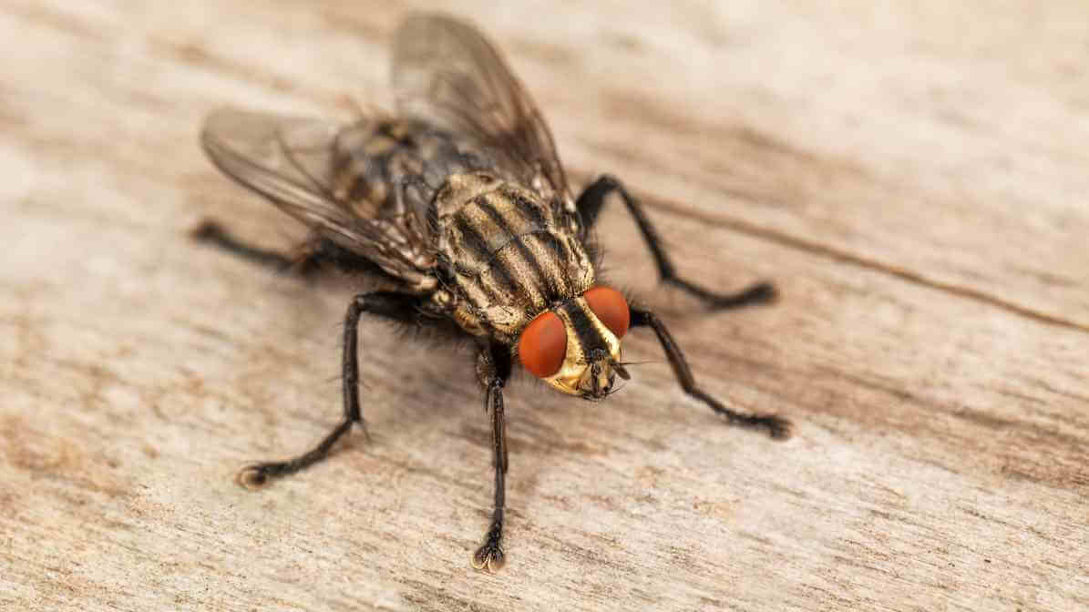 InnoFly UV Light Fly Trap Station - Flies Infestation | Innovative Pest Sdn Bhd InnoFly UV Light Fly Trap Station - Flies Infestation