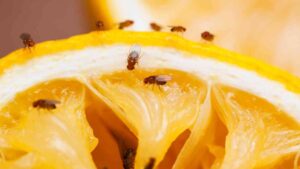 InnoFly UV Light Fly Trap Station - Fruit Flies Infestation | Innovative Pest Sdn Bhd InnoFly UV Light Fly Trap Station - Fruit Flies Infestation