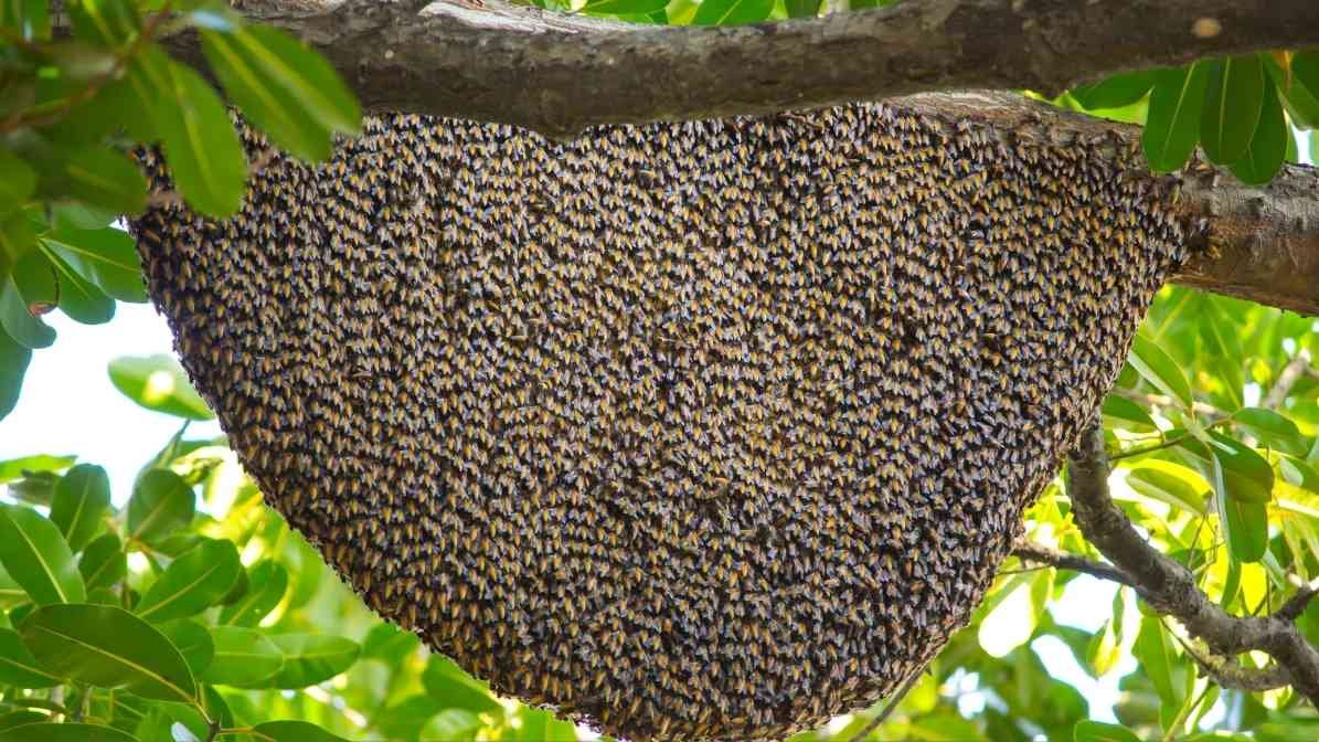 Potential Bee Attack