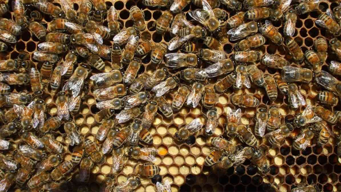 Types of Bees in Malaysia - Social Bees